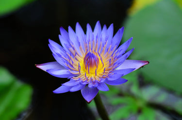 10 BLUE WATER LILY / Lily Pad / Asian Water Lotus / Sacred Egyptian Lotus Nymphaea Caerulea Flower Seeds
